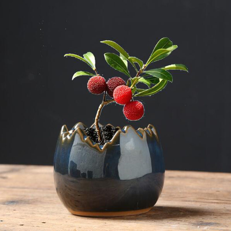 กระถางดอกไม้เคลือบเงาแบบเปลือก - Bonsai Garden Art บทวิจารณ์และราคา